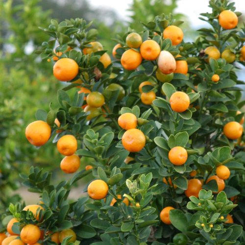 oranges